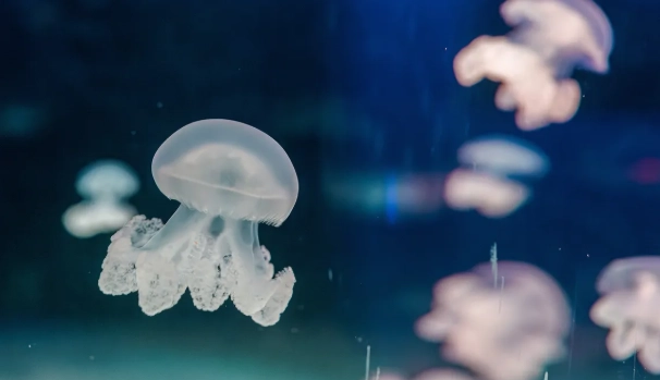 jellyfish reproduction jellyfish reproduction