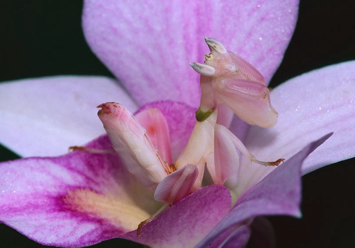 Purple Orchid mantis care