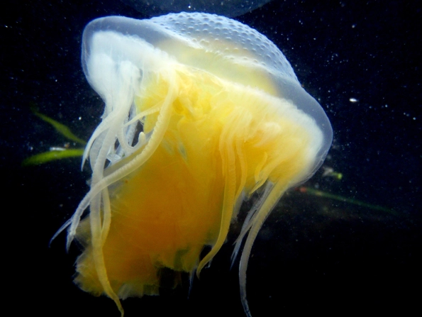 jellyfish life cycle jellyfish life cycle