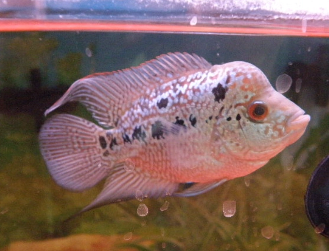 parrot fish flowerhorn compatibility