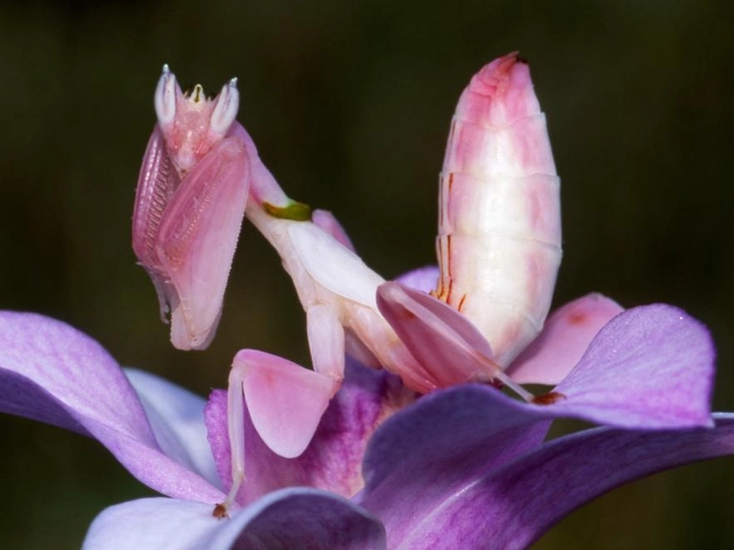 Purple Orchid mantis care