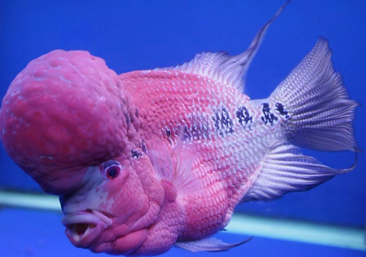flowerhorn tank mates