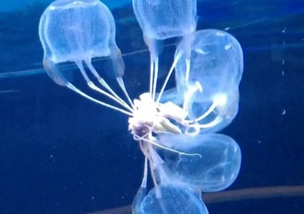jellyfish diet jellyfish diet