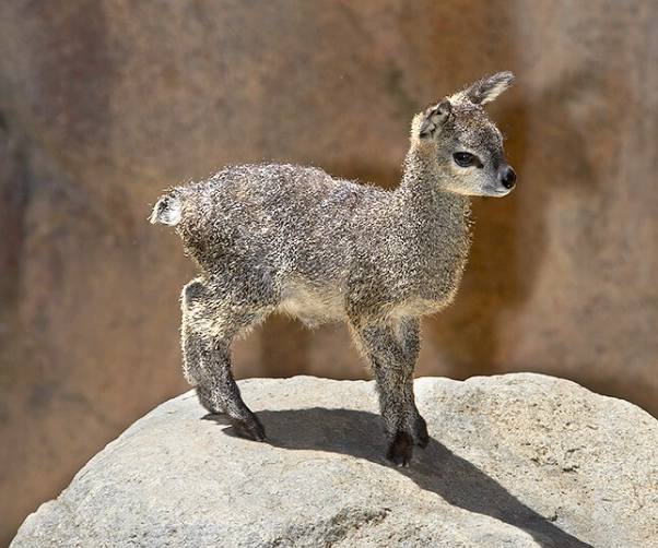 klipspringer adaptations