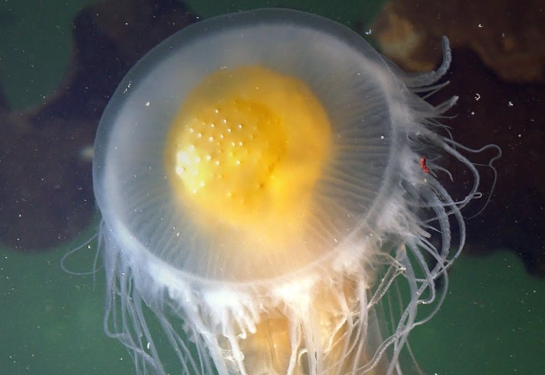 what do jellyfish eat what do jellyfish eat