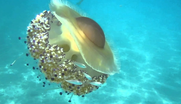 how do jellyfish reproduce how do jellyfish reproduce