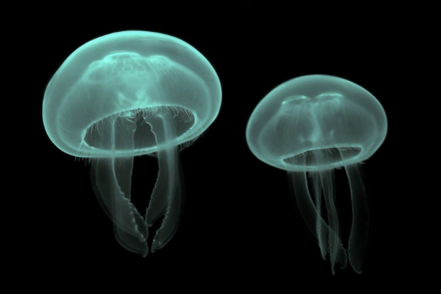 sexual reproduction in jellyfish