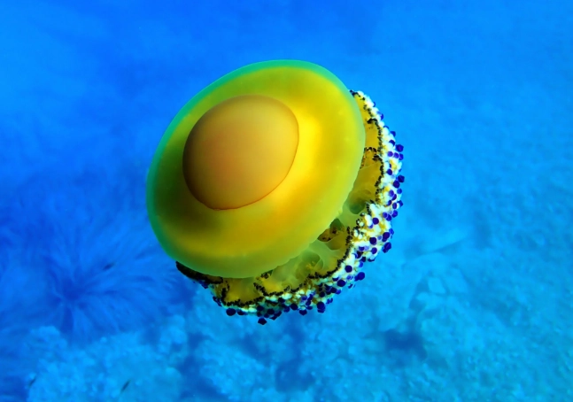 what do jellyfish eat what do jellyfish eat