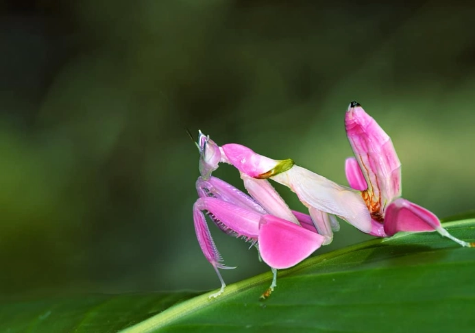 orchid mantis facts