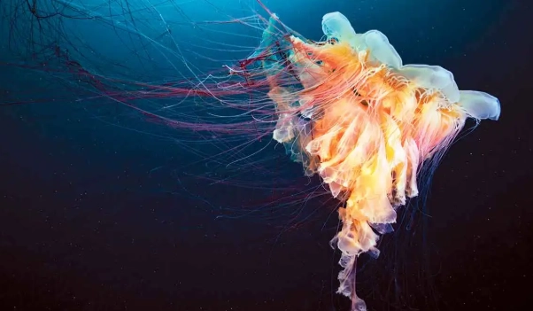 what do jellyfish eggs look like what do jellyfish eggs look like