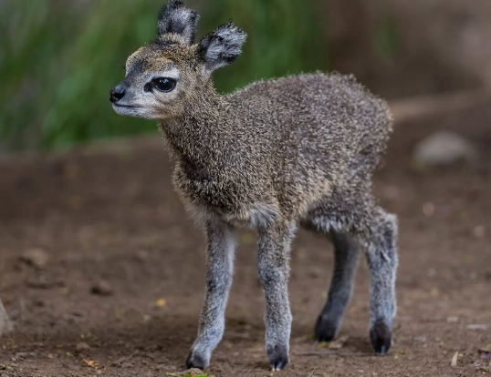 how high can a klipspringer jump