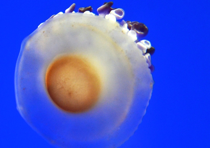 do jellyfish eat eggs do jellyfish eat eggs