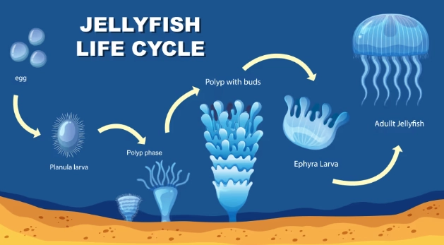 How do jellyfish lay eggs