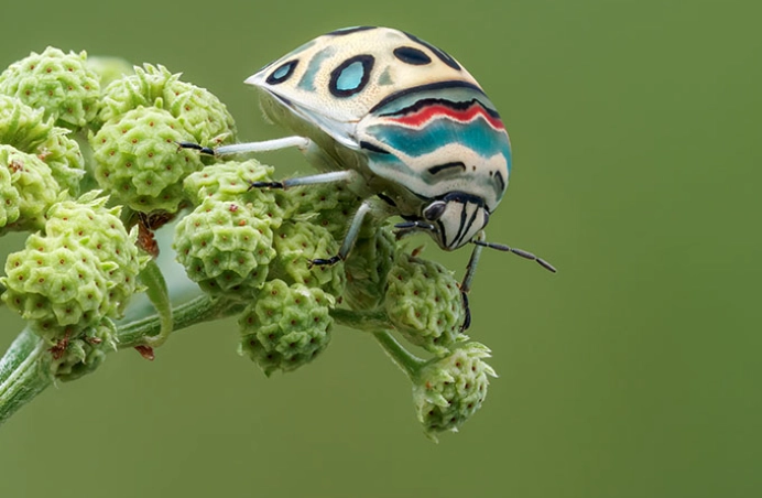 Picasso Bug size