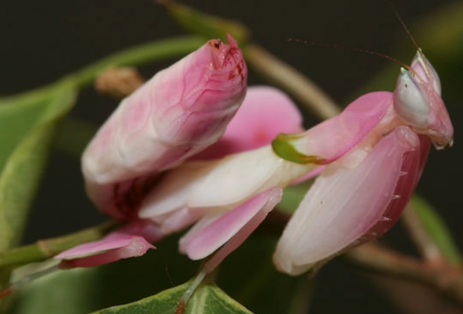 Hymenopus coronatus