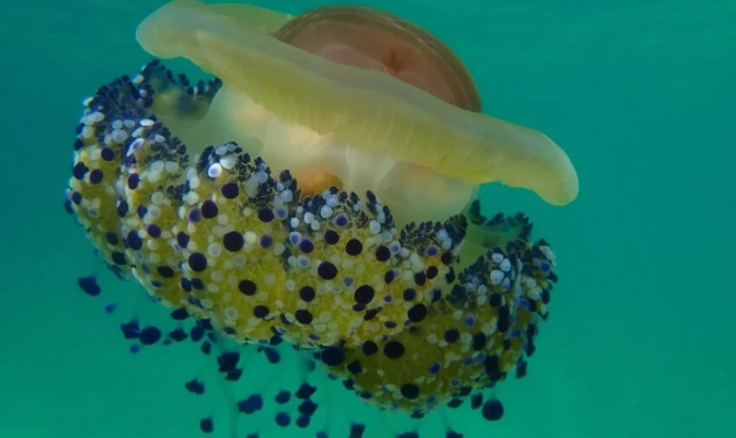 jellyfish diet jellyfish diet