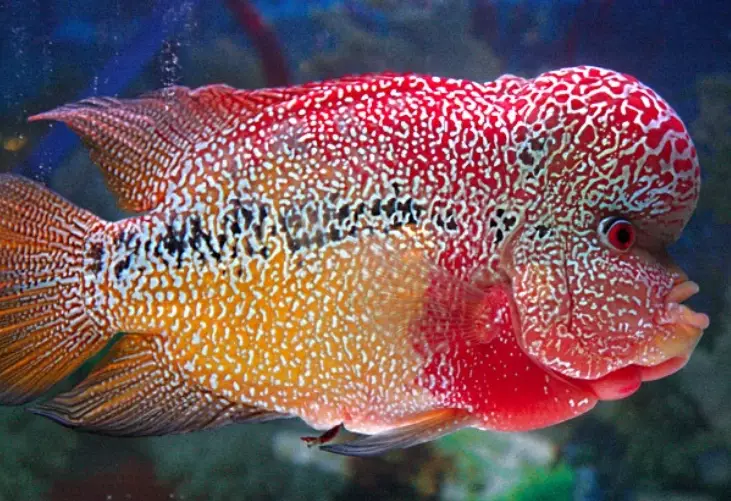 flowerhorn tank mates