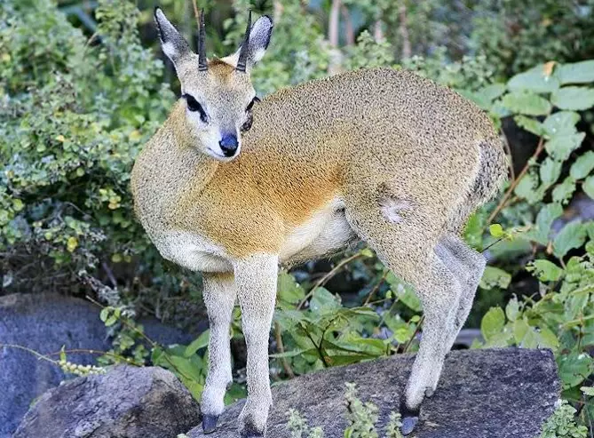 klipspringer adaptations