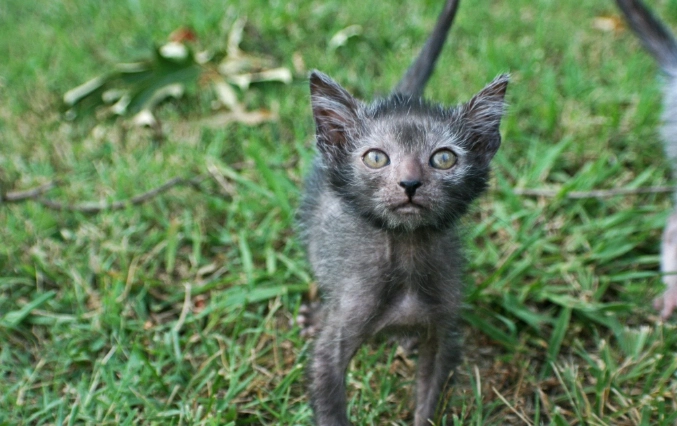 werewolf cat