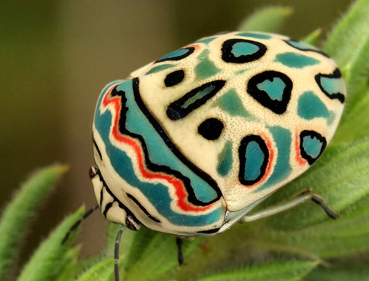 picasso bug bite