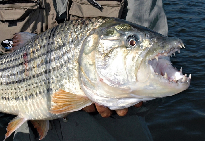 fish with lips fish with lips