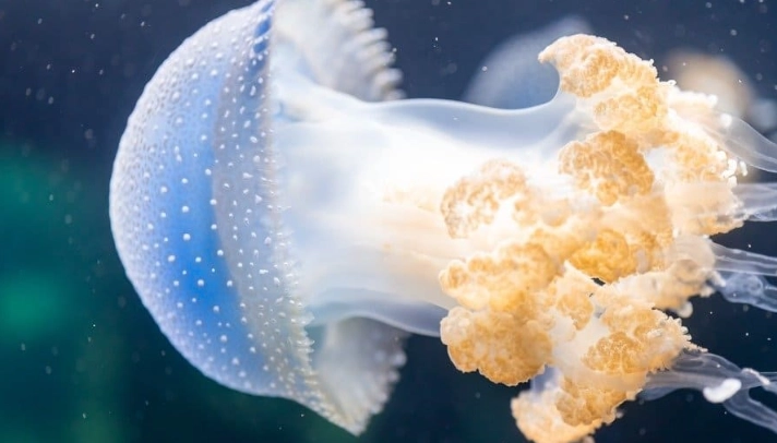 male jellyfish fertilization male jellyfish fertilization