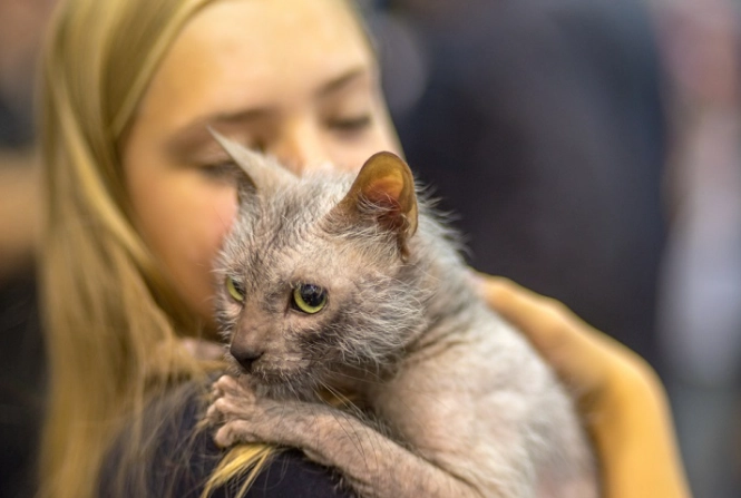 werewolf cat for sale