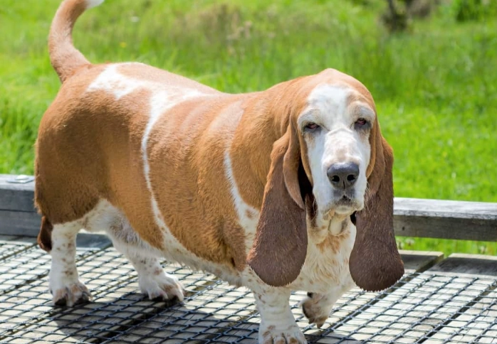how big do Basset Hound mixes get