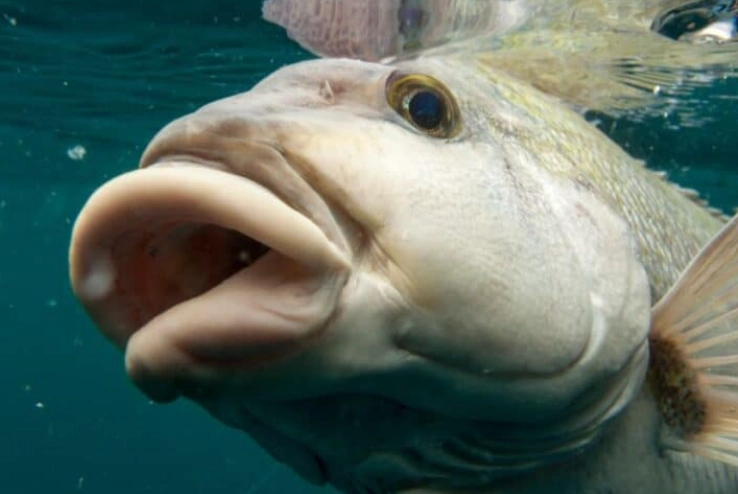 fish with lips fish with lips