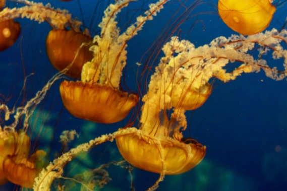 male jellyfish fertilization male jellyfish fertilization