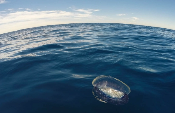 Velella velella Velella velella