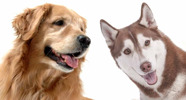 husky golden retriever mix husky golden retriever mix