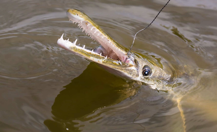 are piranhas dangerous