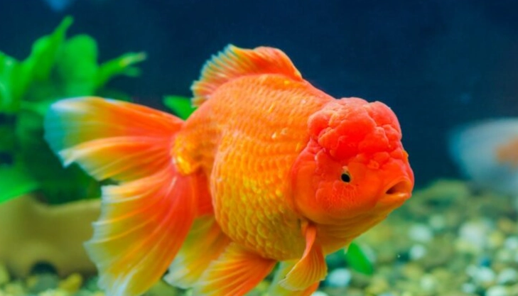 marine fish disease marine fish disease