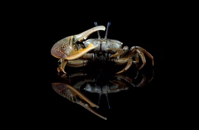 fiddler crab care