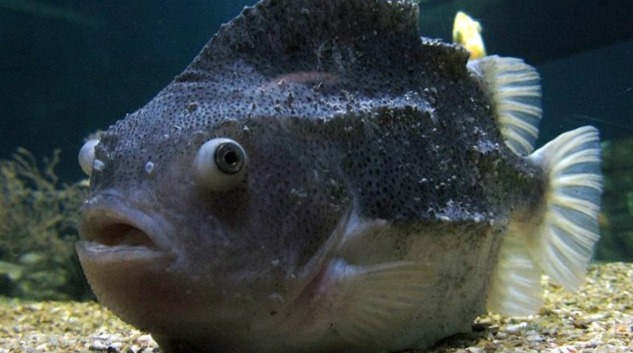 head and lateral line erosion head and lateral line erosion