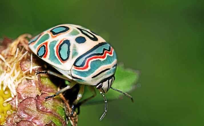 picasso bug poisonous