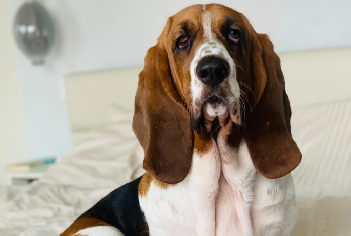 Basset Hound mix size