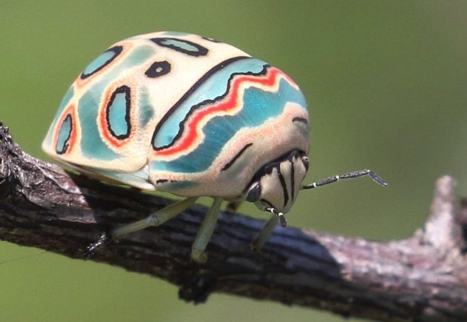 picasso bug poisonous