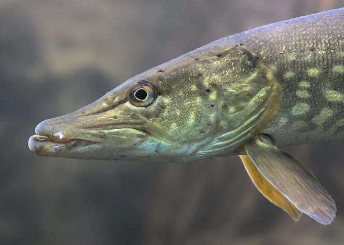 are piranhas dangerous