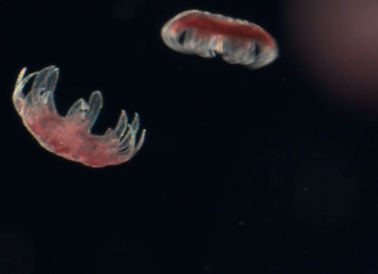 jellyfish reproduction jellyfish reproduction