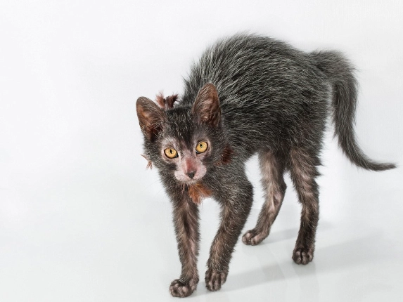 lykoi cat breed