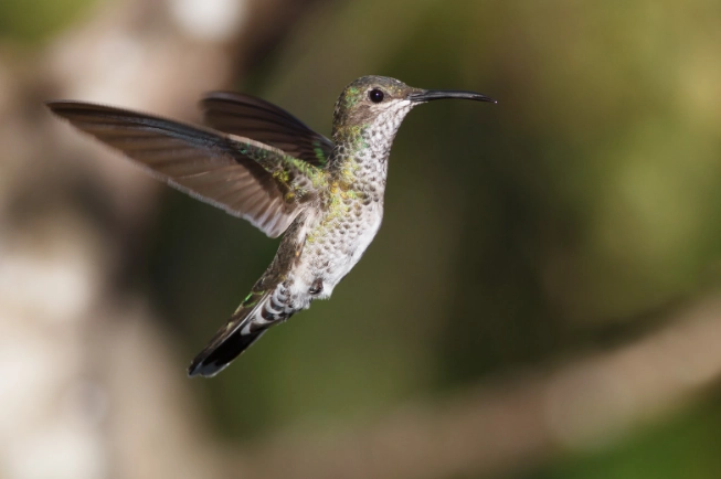 black and white cuckoo