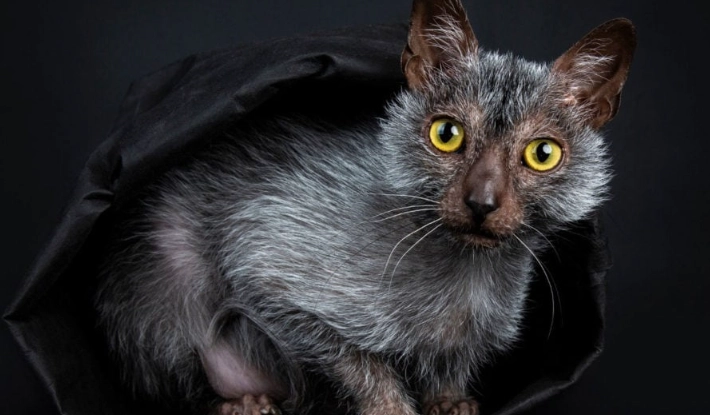 werewolf cat