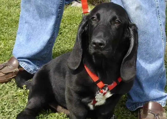 Basset Hound hybrid weight