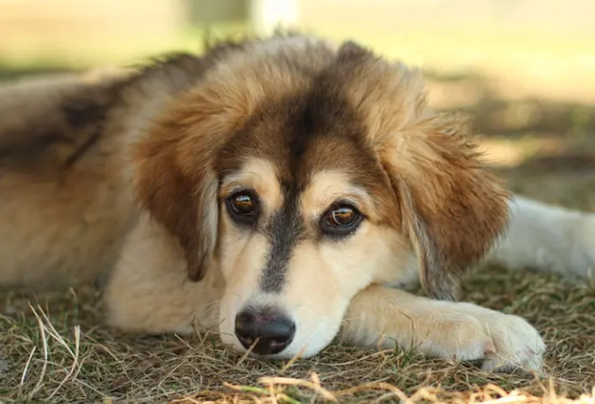 goberian dog goberian dog