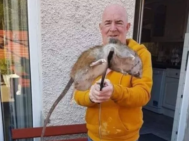22 inch rat found