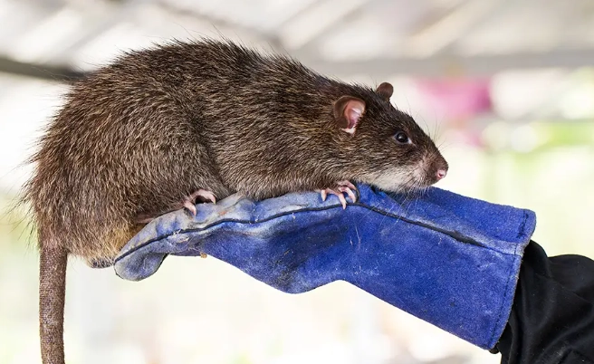 where was the 22 inch rat found