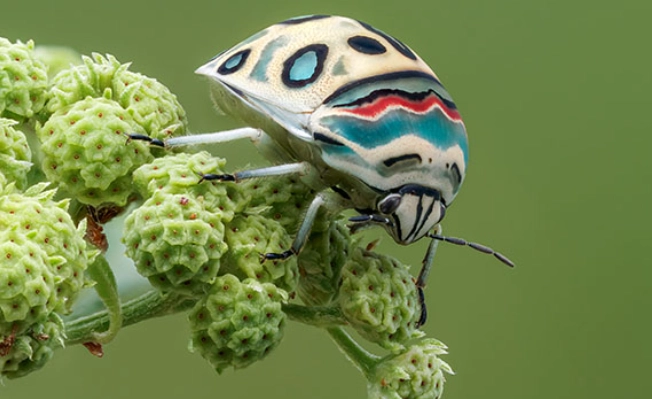 is the picasso bug poisonous