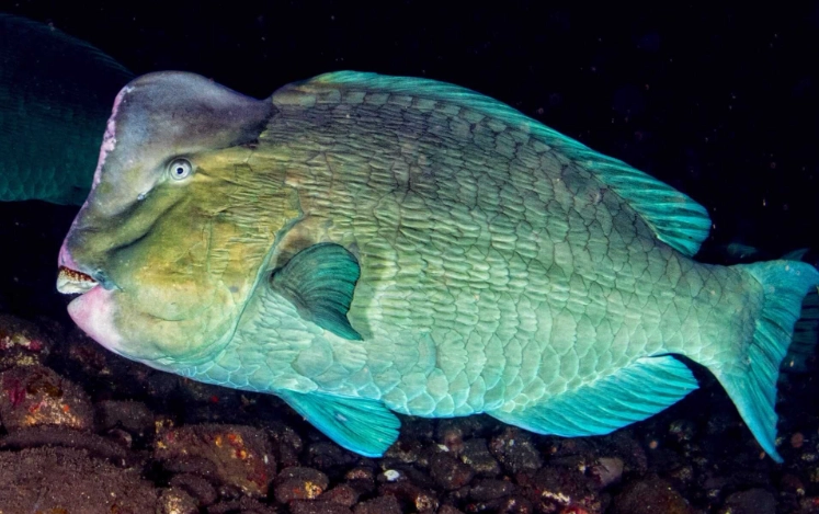 saltwater fish head bump saltwater fish head bump